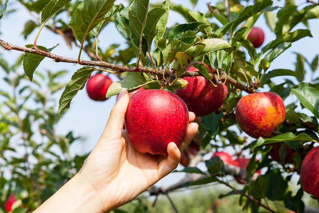 Mele: 9 cose che non sapevi!