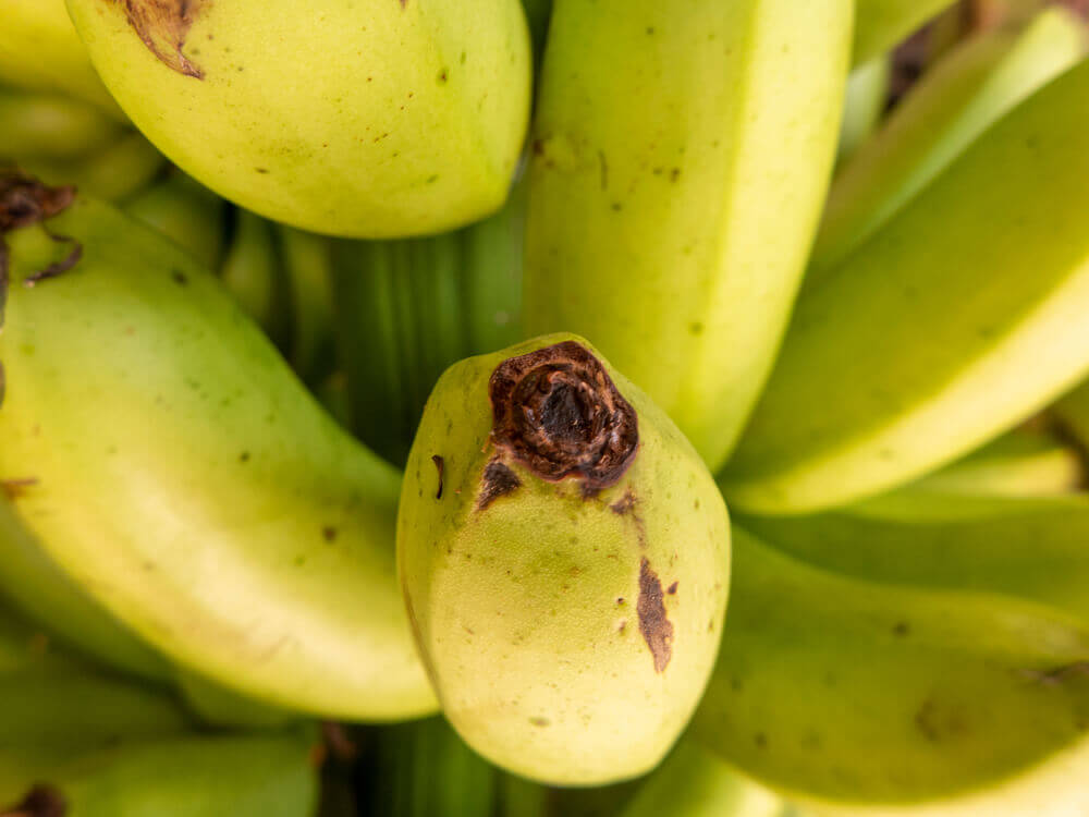 La banana - un frutto molto popolare