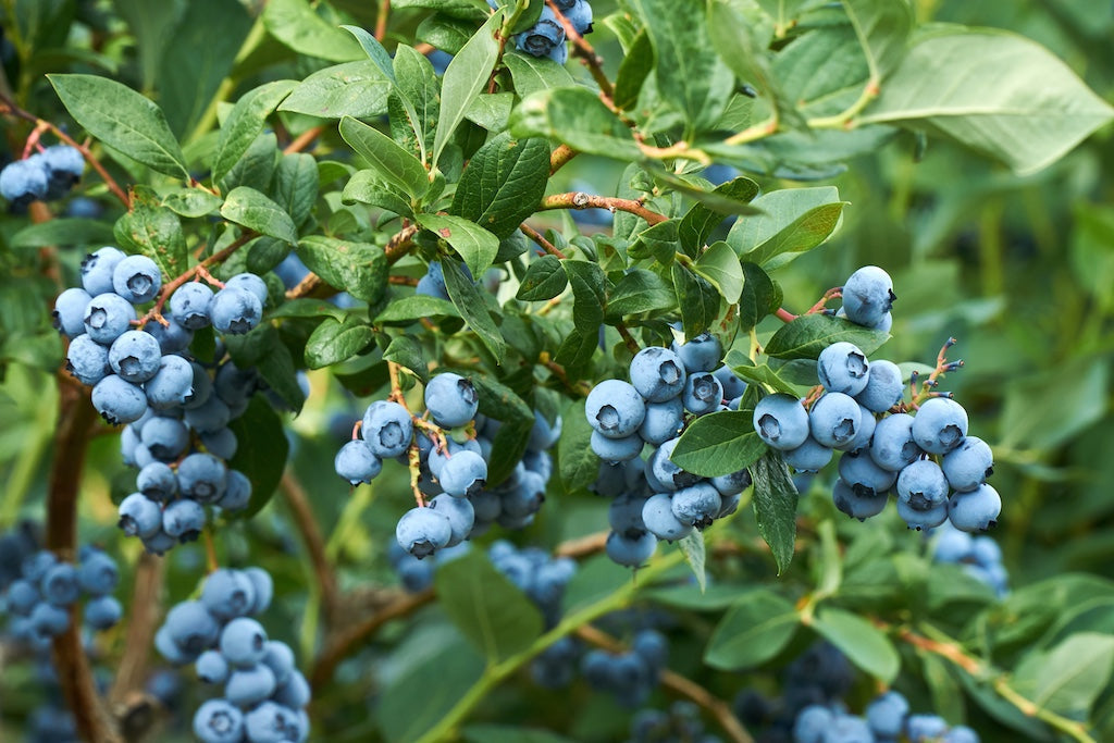Des grappes de myrtilles mûres poussent sur des buissons feuillus.